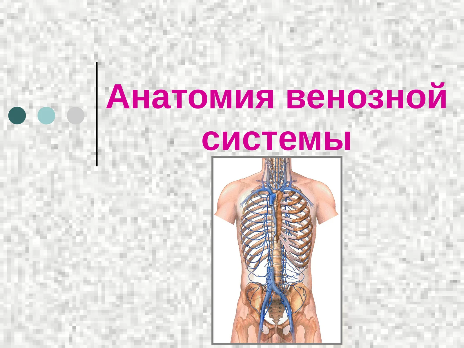 Анатомия венозной системы